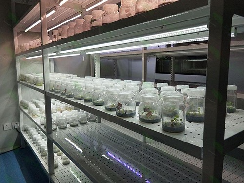 海棠植物组织培养实验室设计建设方案